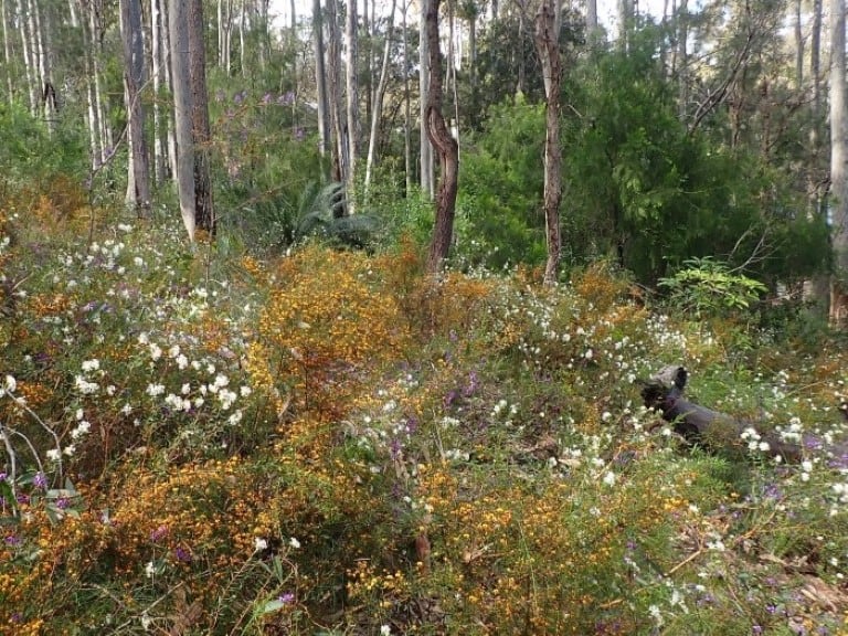 colourful wildflowers in Bodalla State Forest, Dalmeny