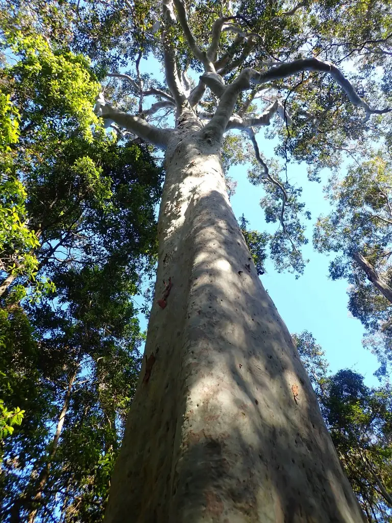 looking up the trunk of a large spotted gum tree