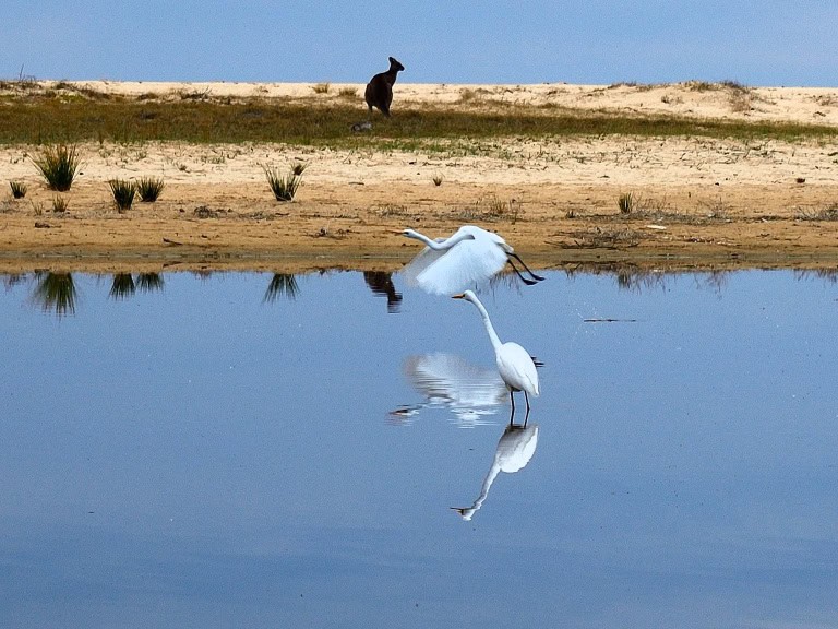 Two great egrets and a kangaroo on a beach